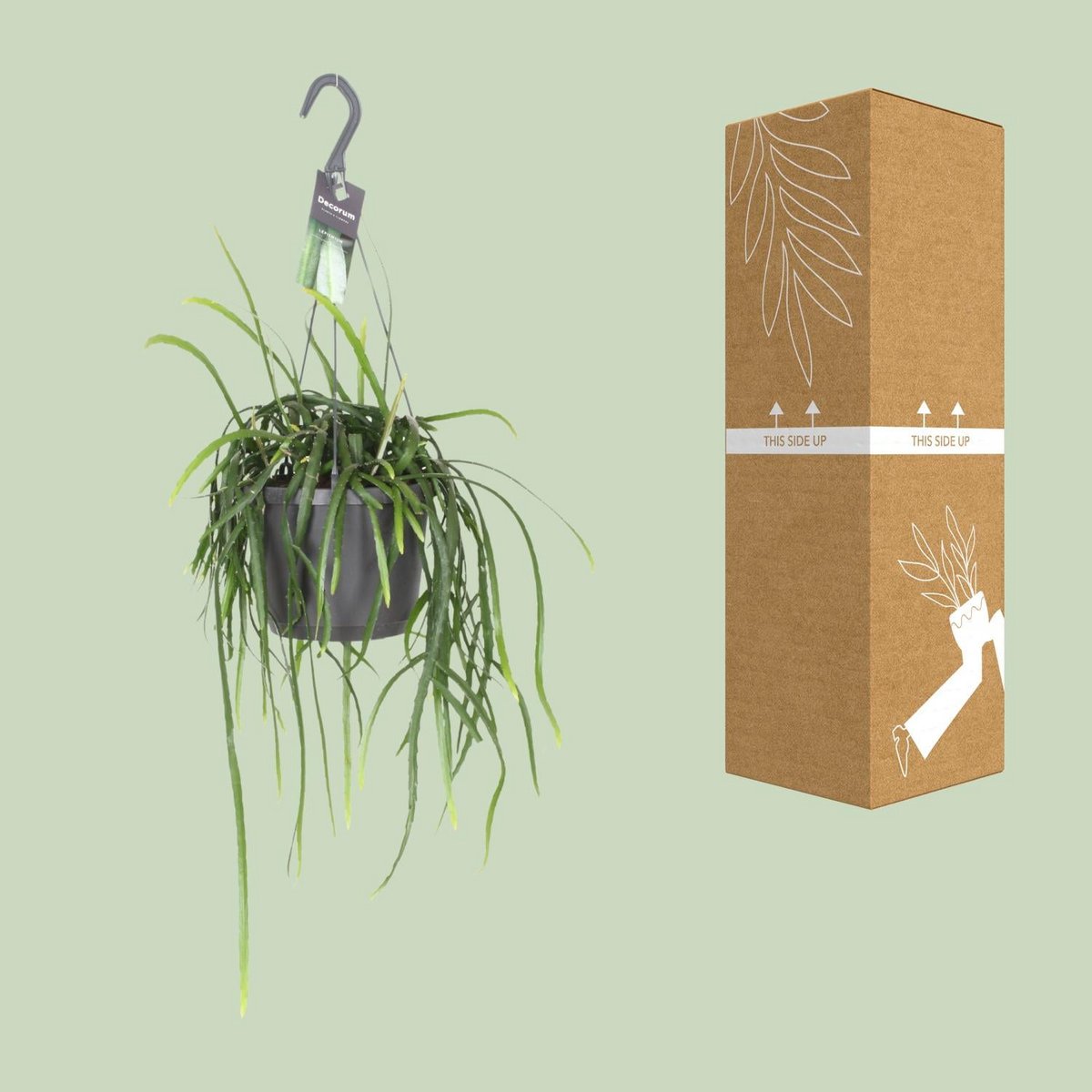 Jungle Cascade Bolivianum – Trailing Elegance for Quiet Corners, Ø7×40 cm