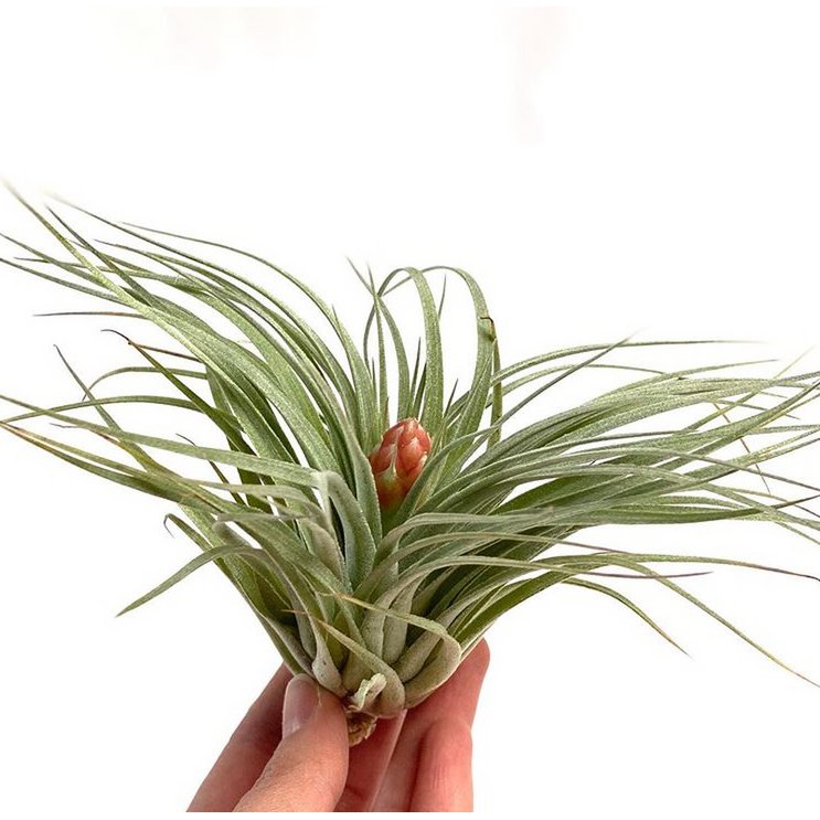 Cotton Candy Tillandsia – Frosted Rosette with Blush Bloom, Ø8–10 cm