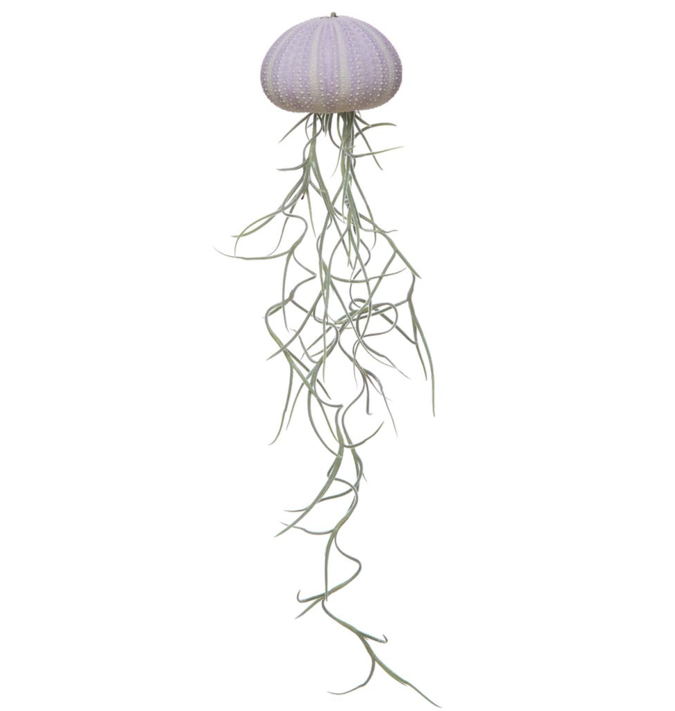 Soft Violet Jellyfish Airplant – Sea Bloom with Spanish Moss, Ø4–5 cm