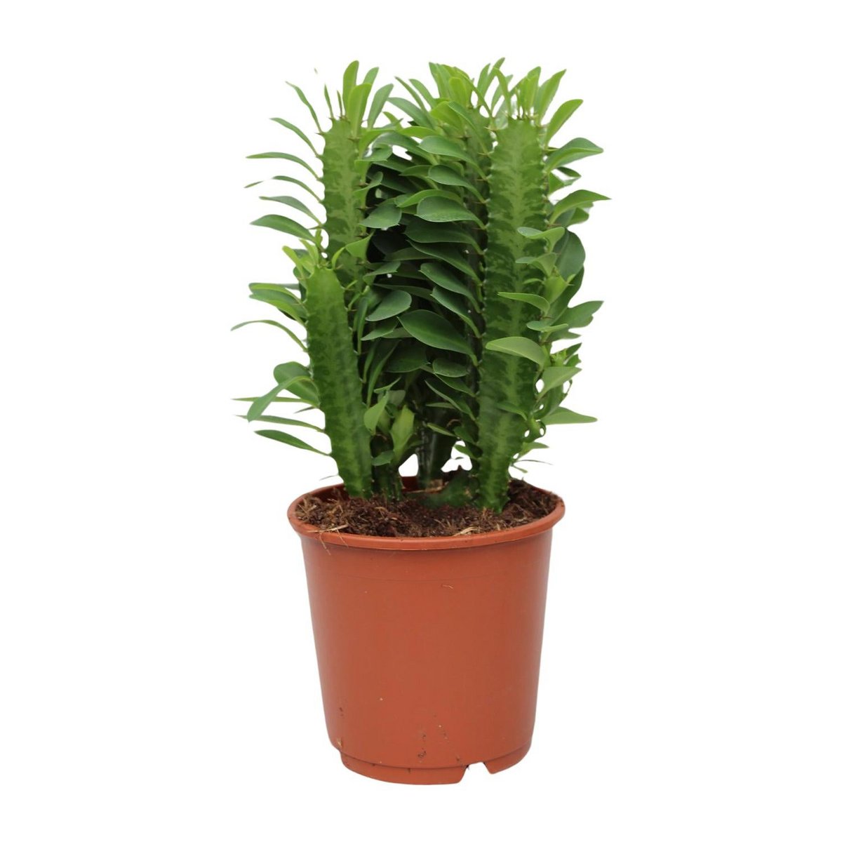 Verdant Sentinel African Milk Tree – Quiet Strength in Living Green, Ø12×40 cm