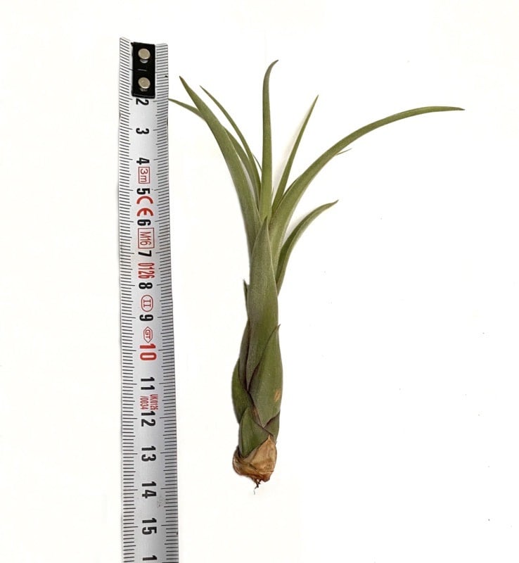 Tillandsia Balbisiana – Needleleaf Cascade from Central America, 8–12 cm