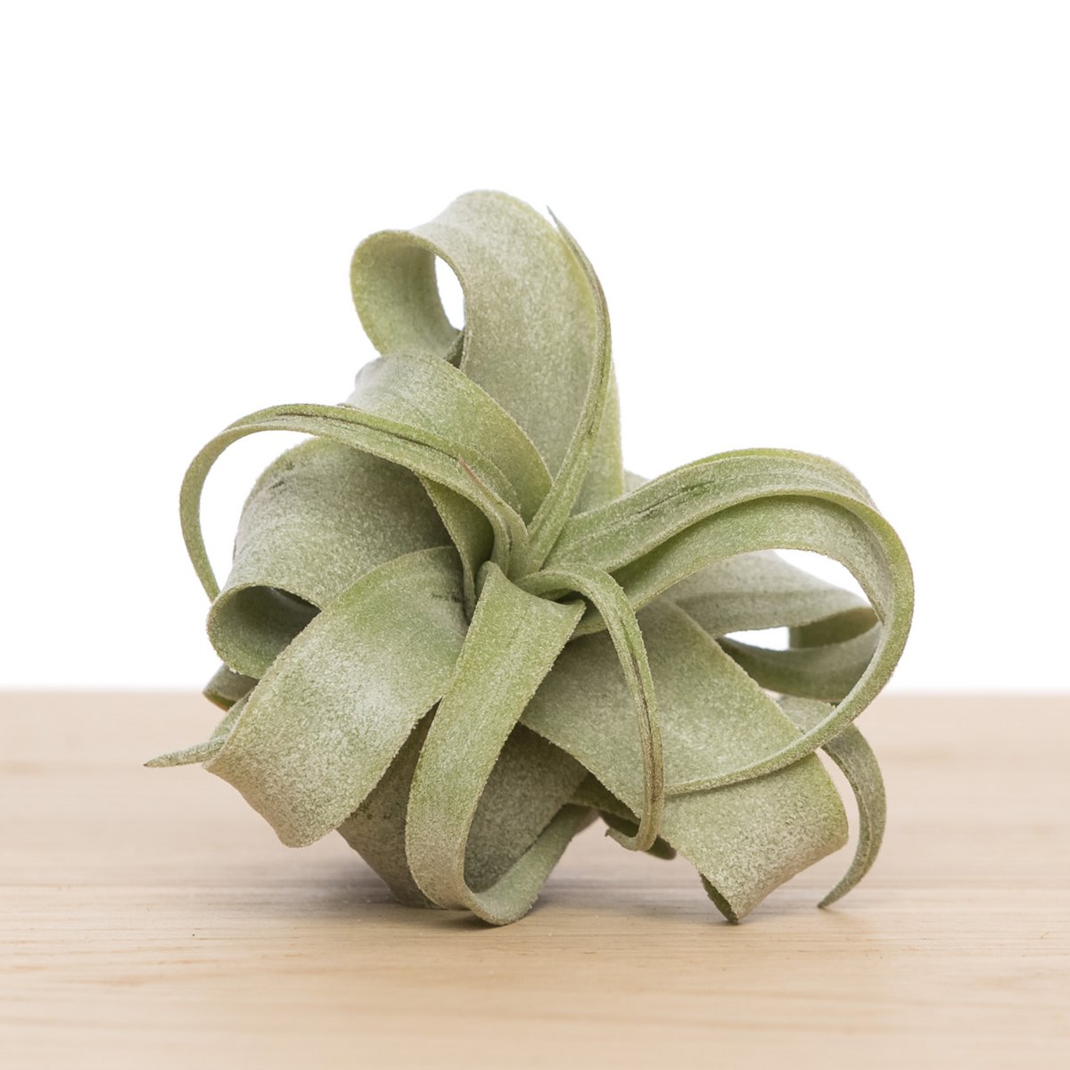 Tillandsia Streptophylla – The Curling Spirit of the Tropics, Ø6–9 cm