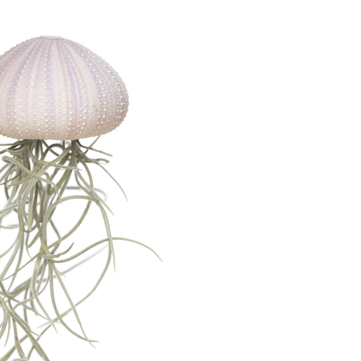 Soft Violet Jellyfish Airplant – Sea Bloom with Spanish Moss, Ø4–5 cm