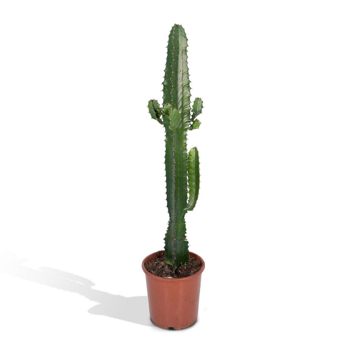 Desert Candle Cactus – Bold Shape for Serene Spaces, Ø17×50 cm
