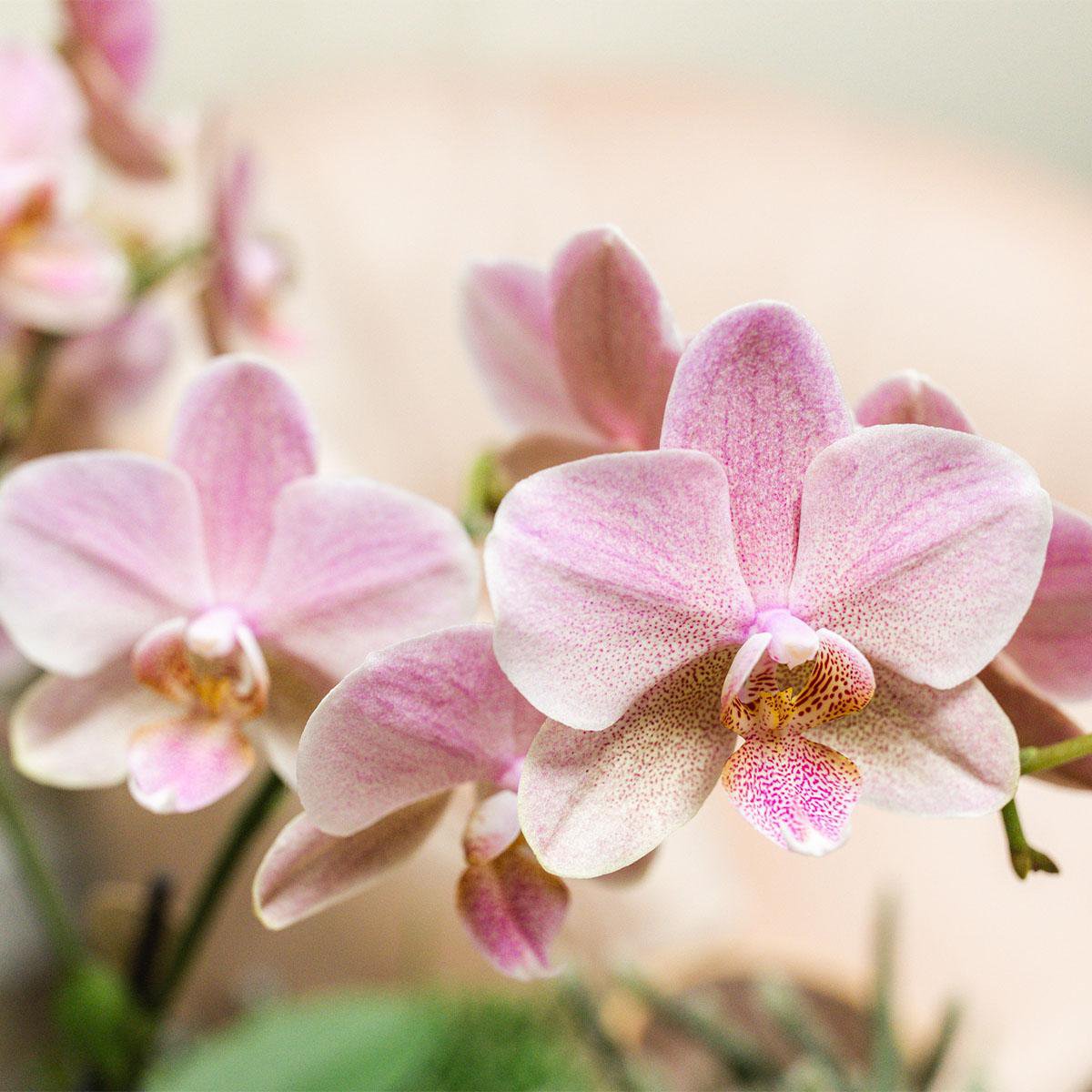 Dusty Pink Orchid Duo – Muted Elegance for Mindful Corners, Ø12 cm × ±45 cm