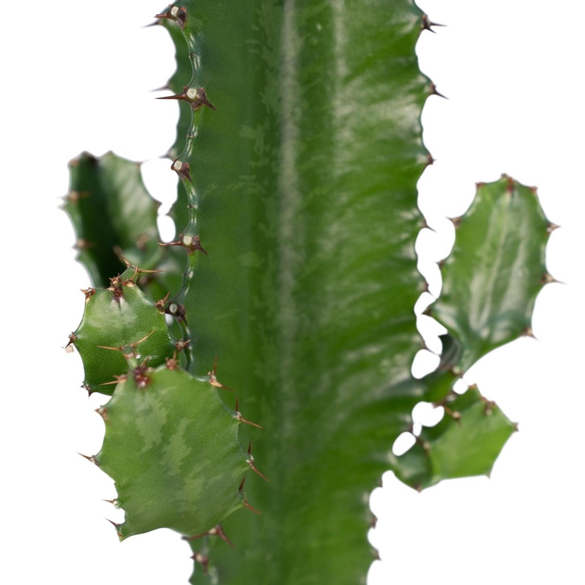 Desert Candle Cactus – Bold Shape for Serene Spaces, Ø17×50 cm