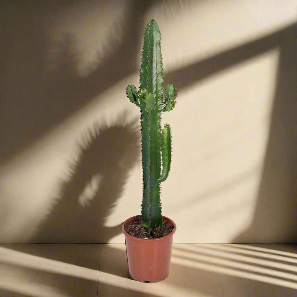 Desert Candle Cactus – Bold Shape for Serene Spaces, Ø17×50 cm