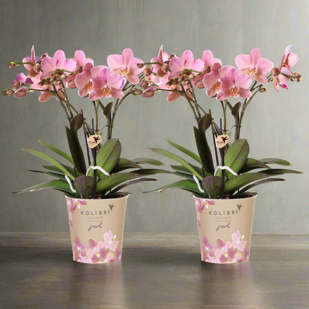 Dusty Pink Orchid Duo – Muted Elegance for Mindful Corners, Ø12 cm × ±45 cm