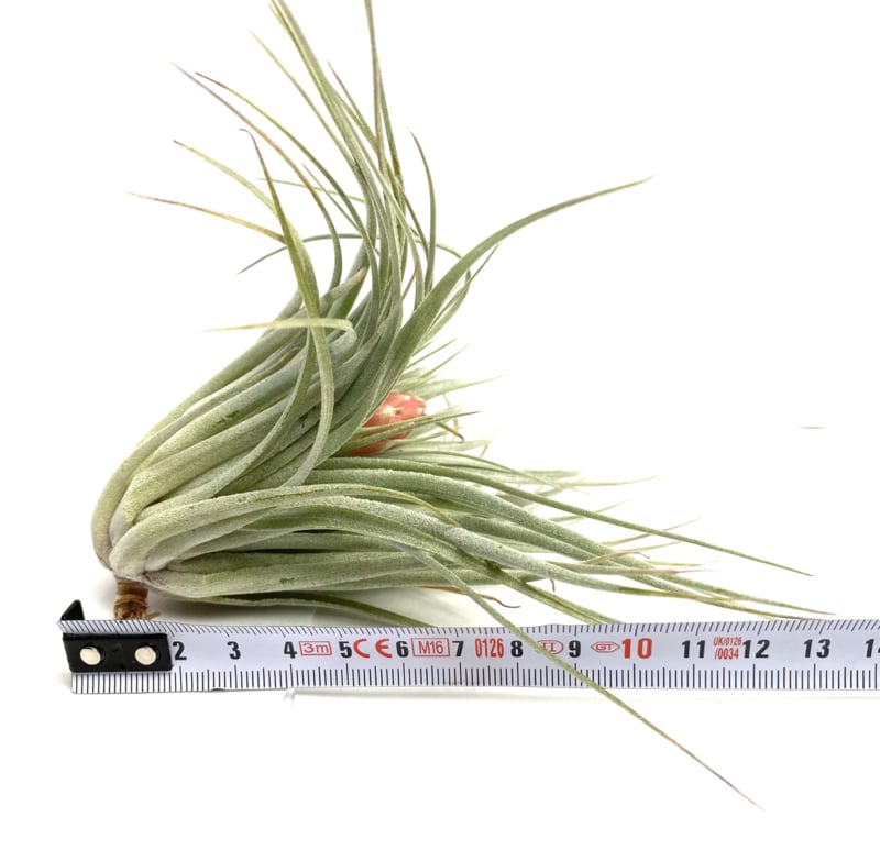 Cotton Candy Tillandsia – Frosted Rosette with Blush Bloom, Ø8–10 cm