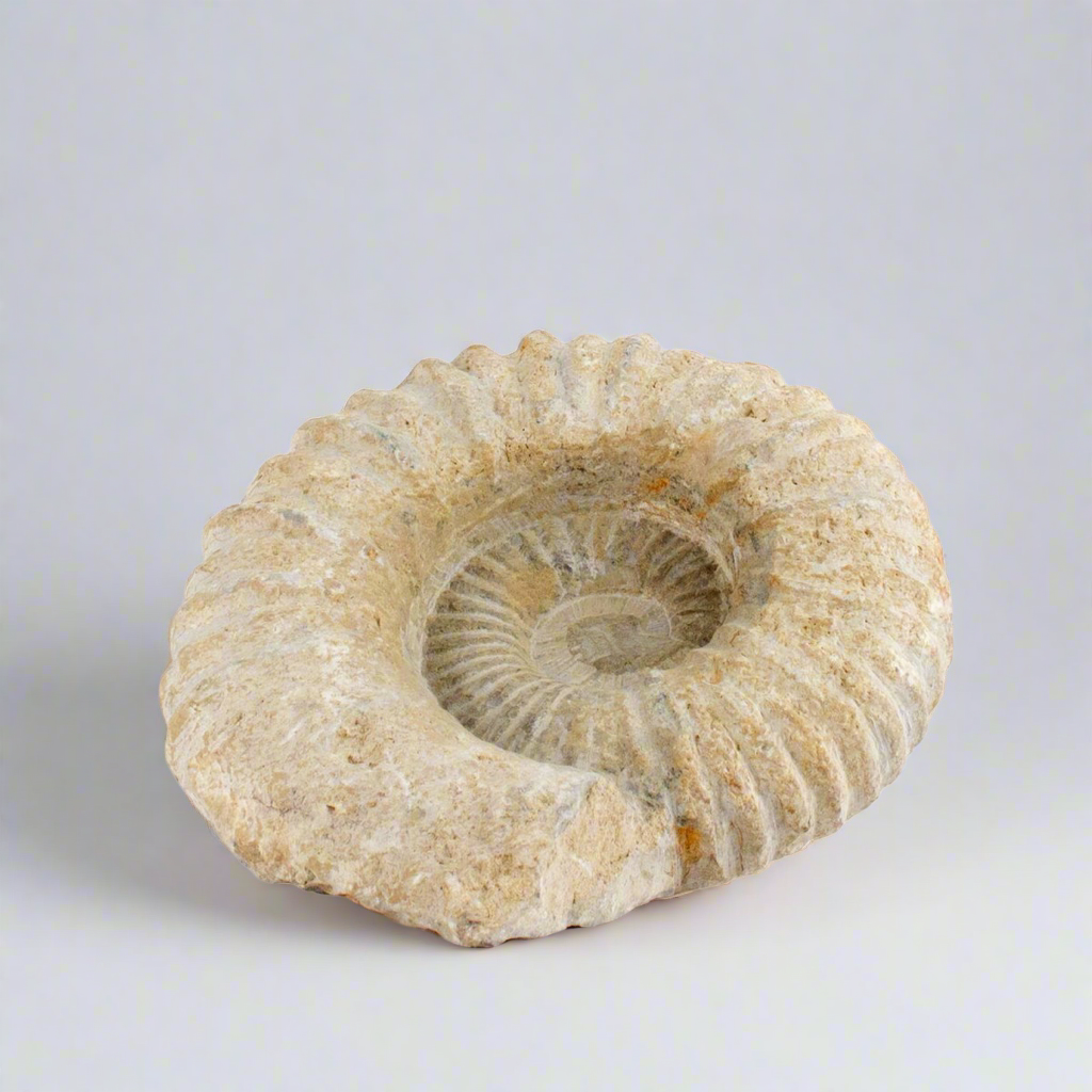 Timeless Fossil Ammonite – Stone of Ancient Wisdom, ~ Ø 25 × 8 cm by ANAS