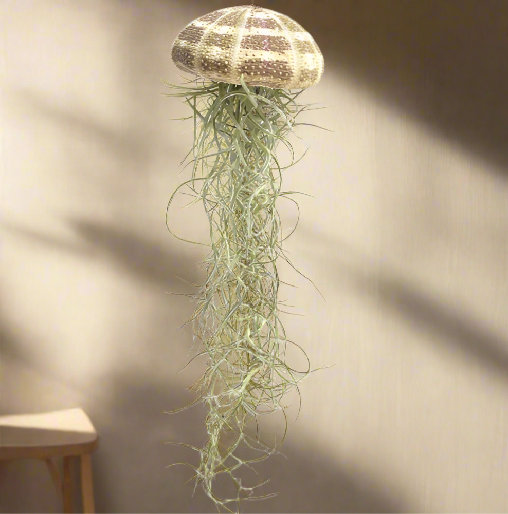 Large Jellyfish Airplant – Floating Ocean Spirit with Spanish Moss, Ø7–10 x 15 cm