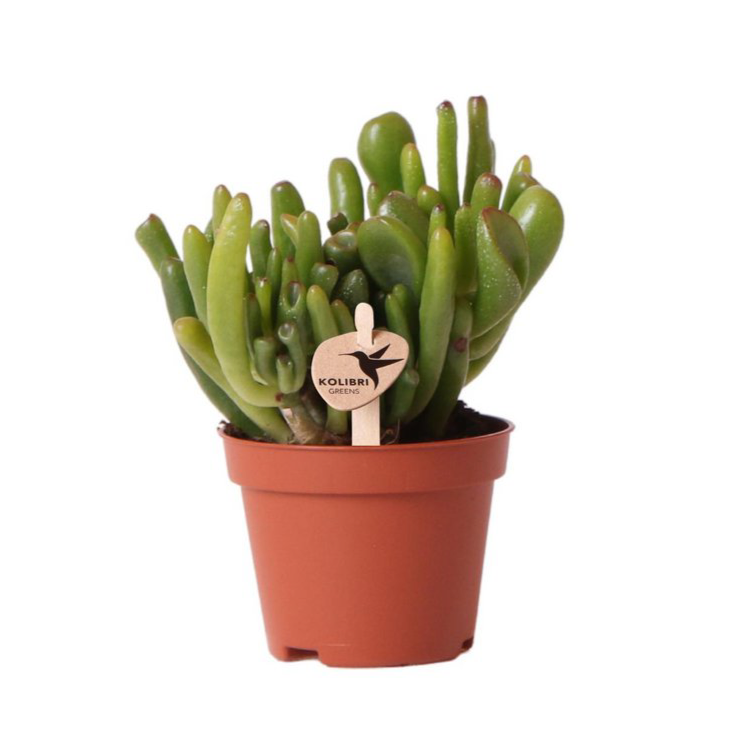 Crassula Hobbit Succulent – Curled Leaf Indoor Plant, Ø6 cm