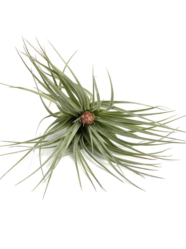 Tillandsia Cotton Candy – Frosted Rosette with Blush Bloom, Ø8–10 cm