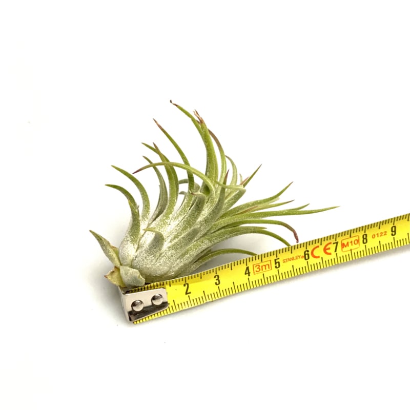 Tillandsia Ionantha Rubra – Fire-Tipped Forest Gem, 4–6 cm