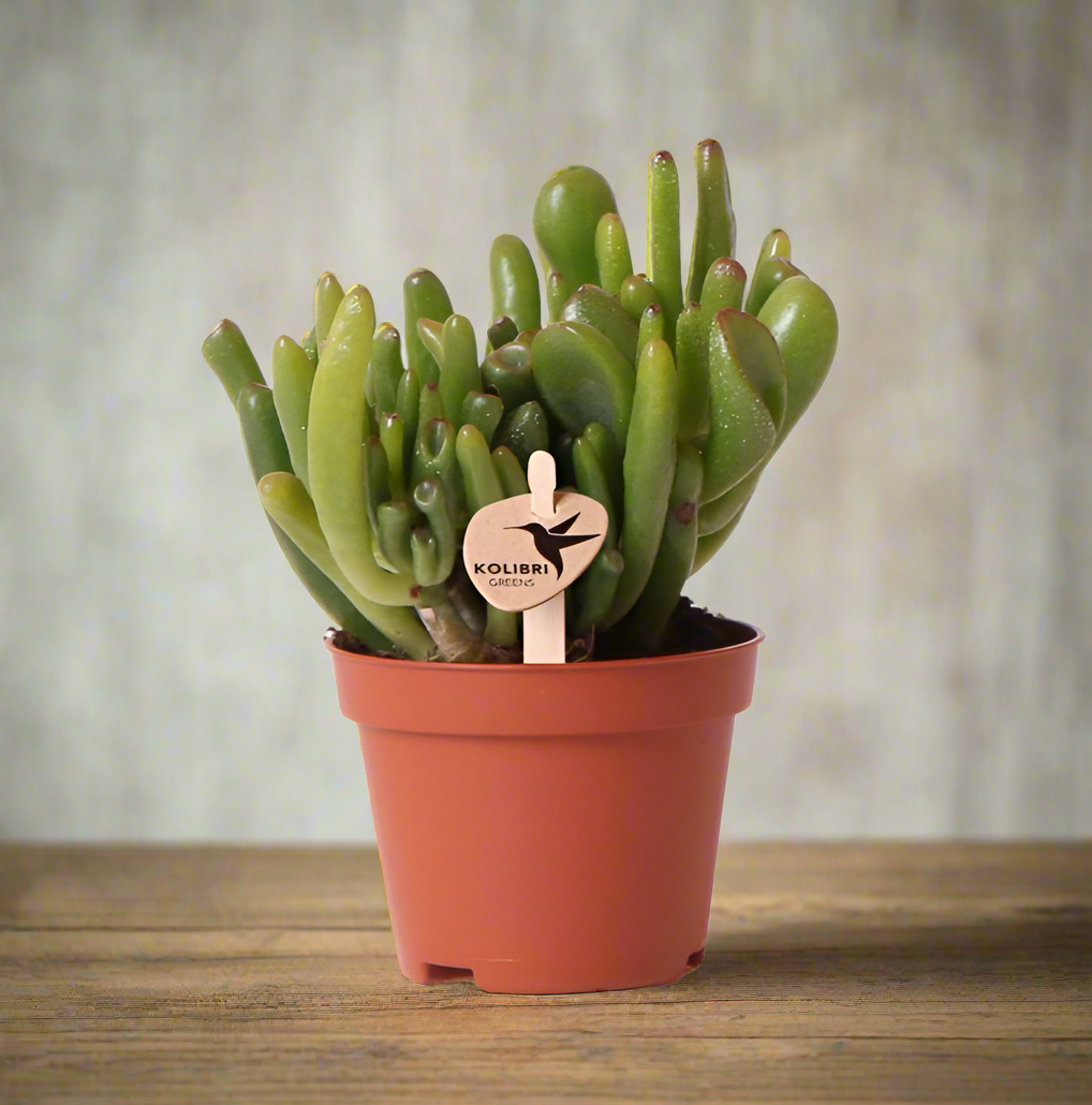 Crassula Hobbit Succulent – Curled Leaf Indoor Plant, Ø6 cm