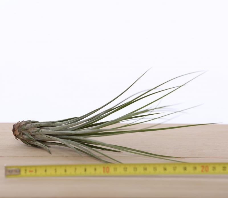 Tillandsia Juncea – Grassy Canyon Sentinel, 15–20 cm