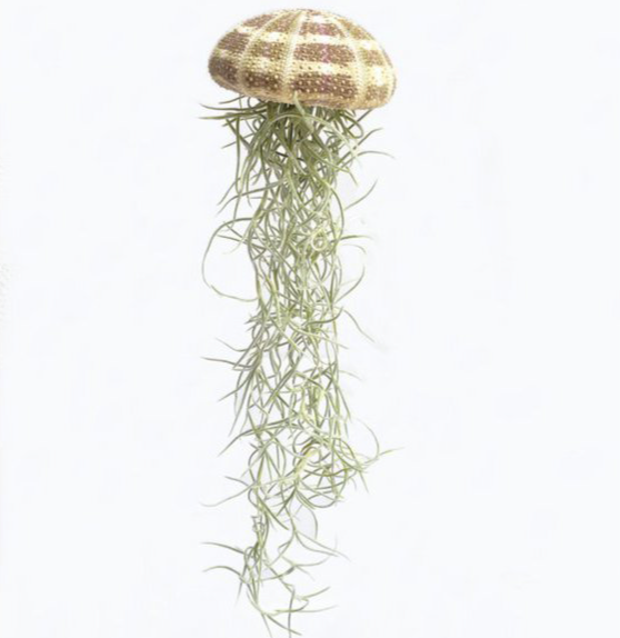 Large Jellyfish Airplant – Floating Ocean Spirit with Spanish Moss, Ø7–10 x 15 cm