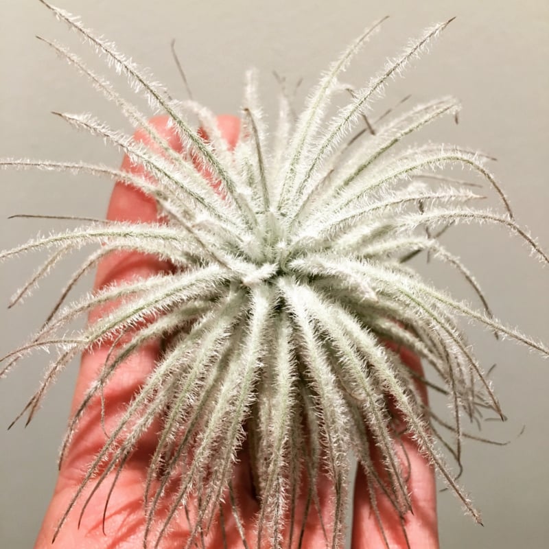 Tectorum Snow Tillandsia – Whispering Cloud from the High Desert, Ø9–10 cm close-up