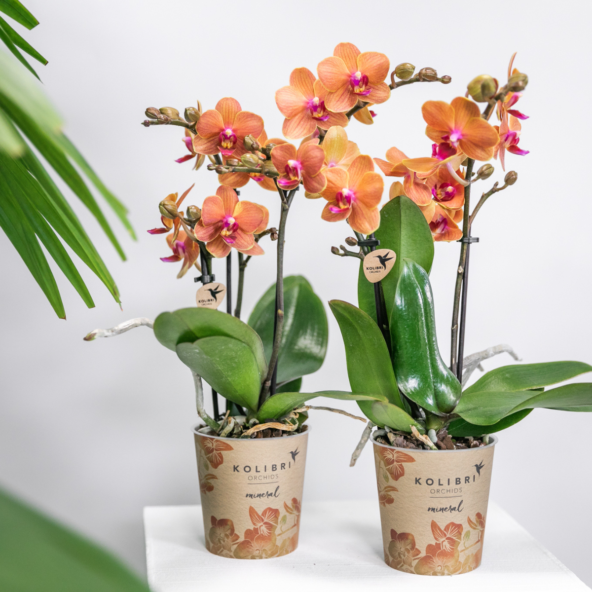 Golden Peach Orchid Duo – Gentle Accents for Bright Interiors, Ø9 cm × ±35 cm, by Kolibri Company