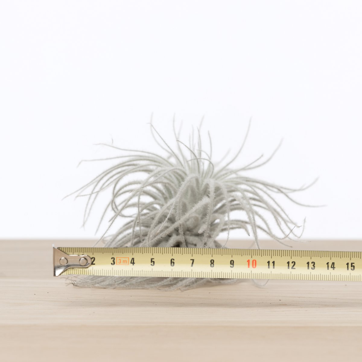 Tectorum Snow Tillandsia – Whispering Cloud from the High Desert, Ø9–10 cm