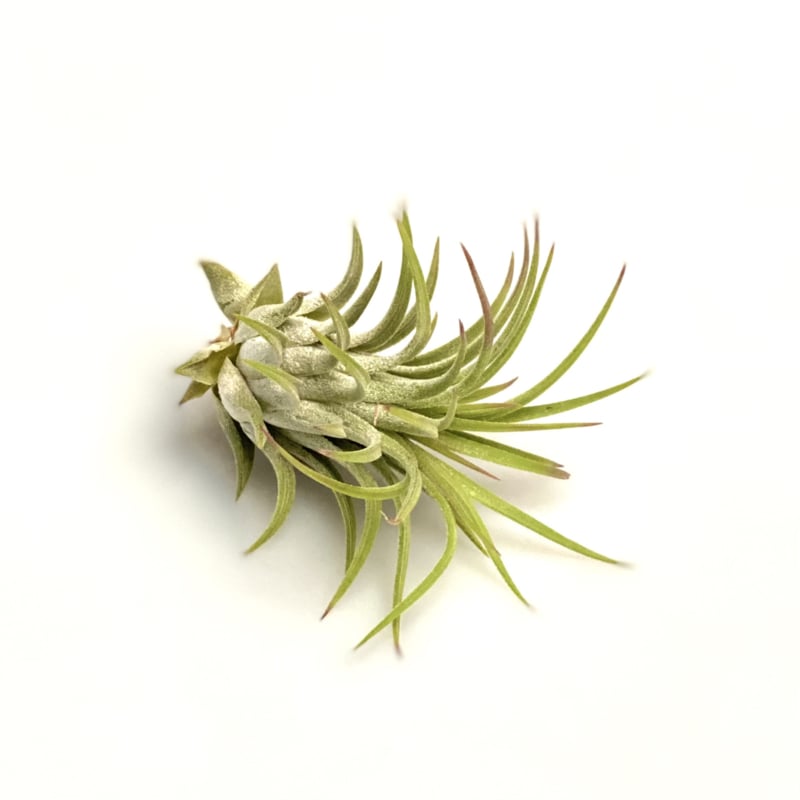 Tillandsia Ionantha Rubra – Fire-Tipped Forest Gem, 4–6 cm