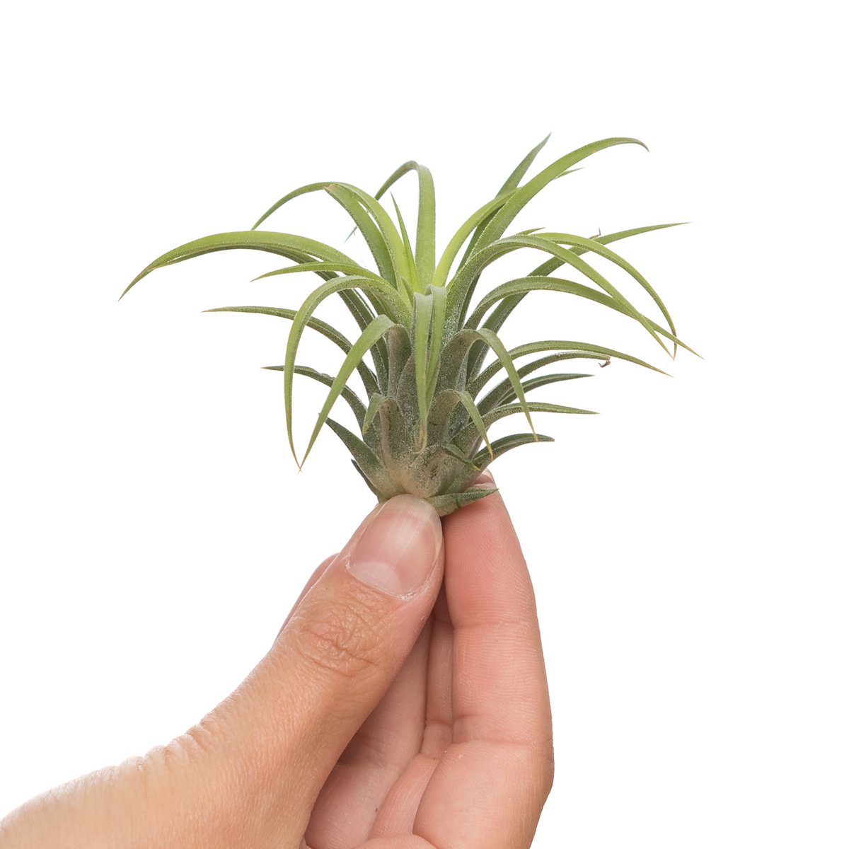 Tillandsia Ionantha Rubra – Fire-Tipped Forest Gem, 4–6 cm