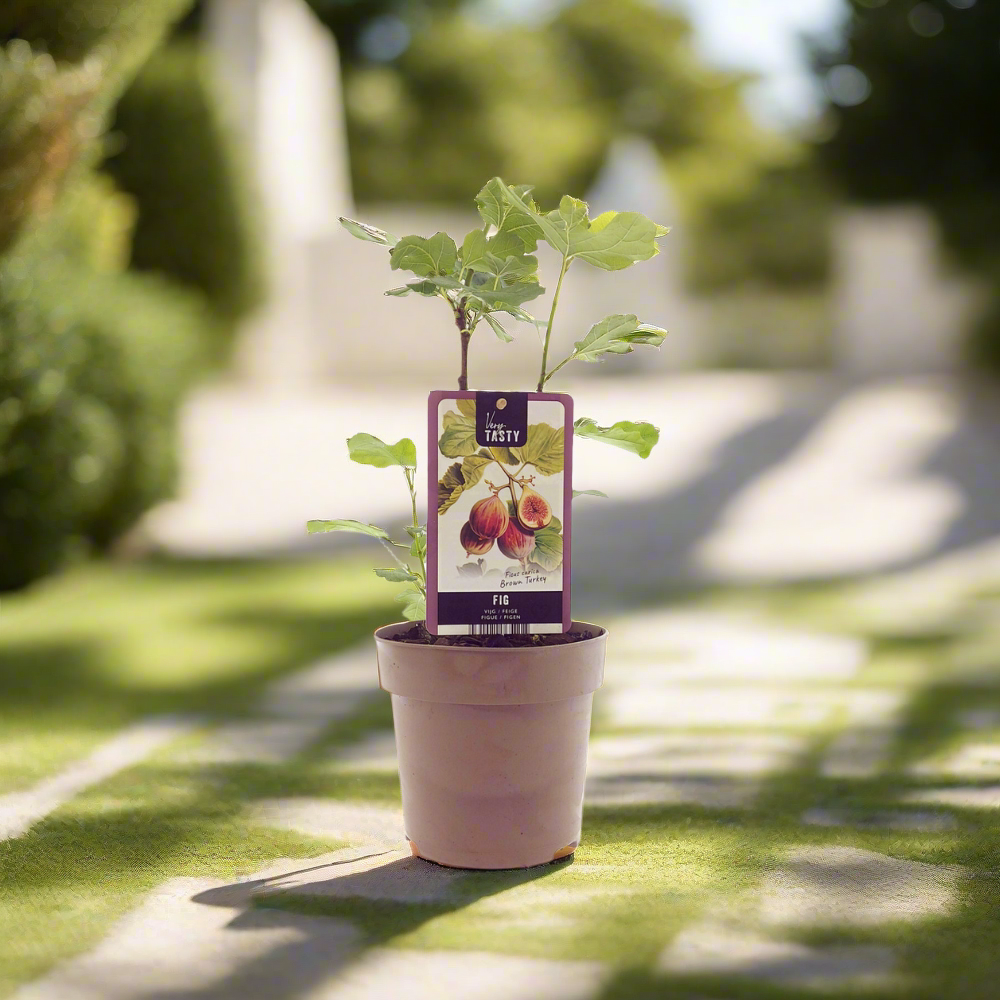 Fig Tree – Twice-Bearing Sweet Rituals, Ø15 cm × 40 cm