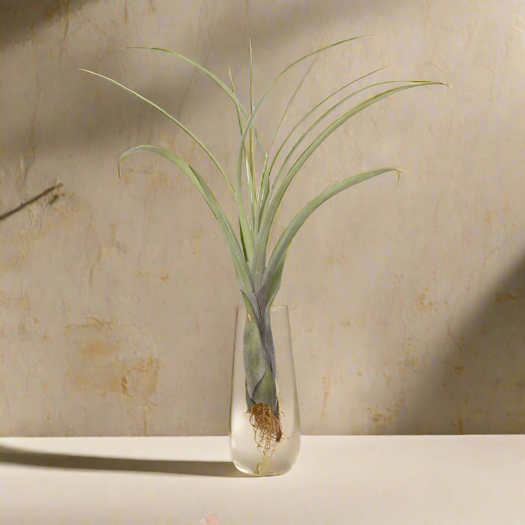 Tillandsia Balbisiana – Needleleaf Cascade from Central America, 8–12 cm