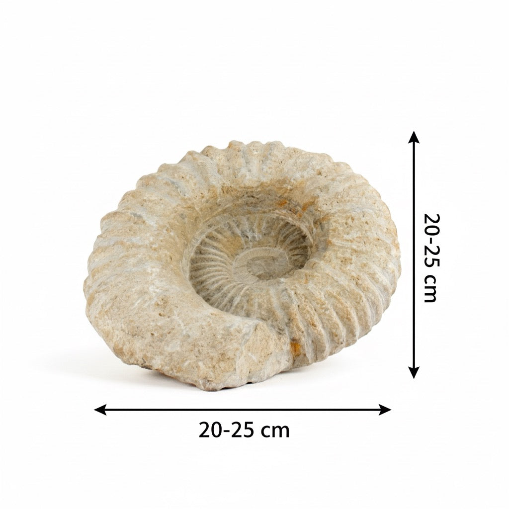 Timeless Fossil Ammonite – Stone of Ancient Wisdom, ~ Ø 25 × 8 cm by ANAS