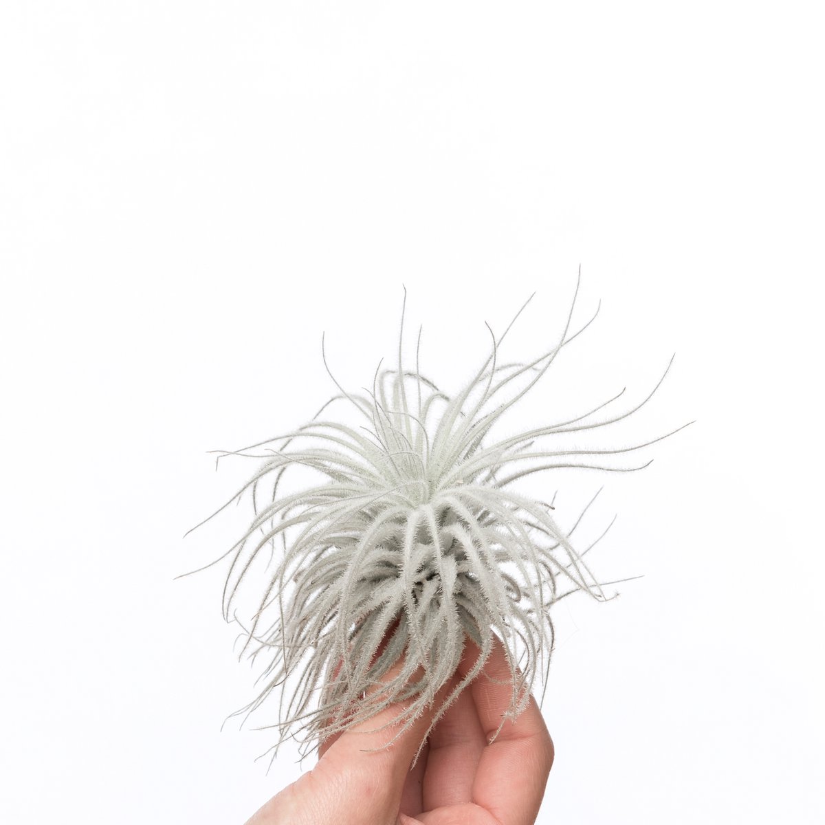 Tectorum Snow Tillandsia – Whispering Cloud from the High Desert, Ø9–10 cm