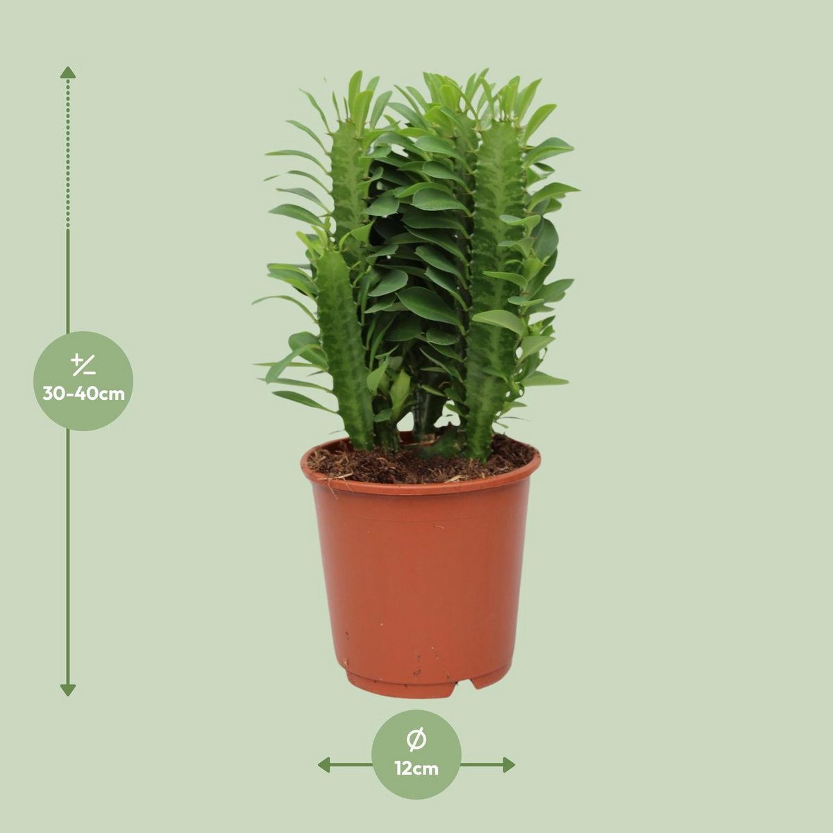 Verdant Sentinel African Milk Tree – Quiet Strength in Living Green, Ø12×40 cm