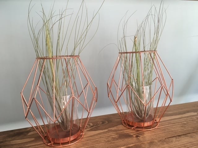 Tillandsia Juncea – Grassy Canyon Sentinel, 15–20 cm