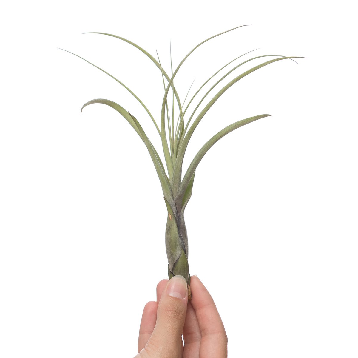 Tillandsia Balbisiana – Needleleaf Cascade from Central America, 8–12 cm