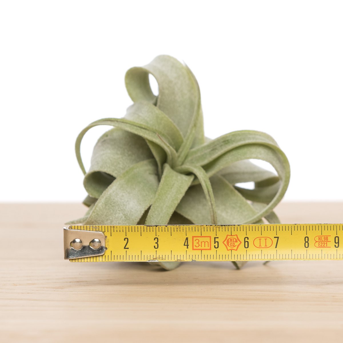 Tillandsia Streptophylla – The Curling Spirit of the Tropics, Ø6–9 cm
