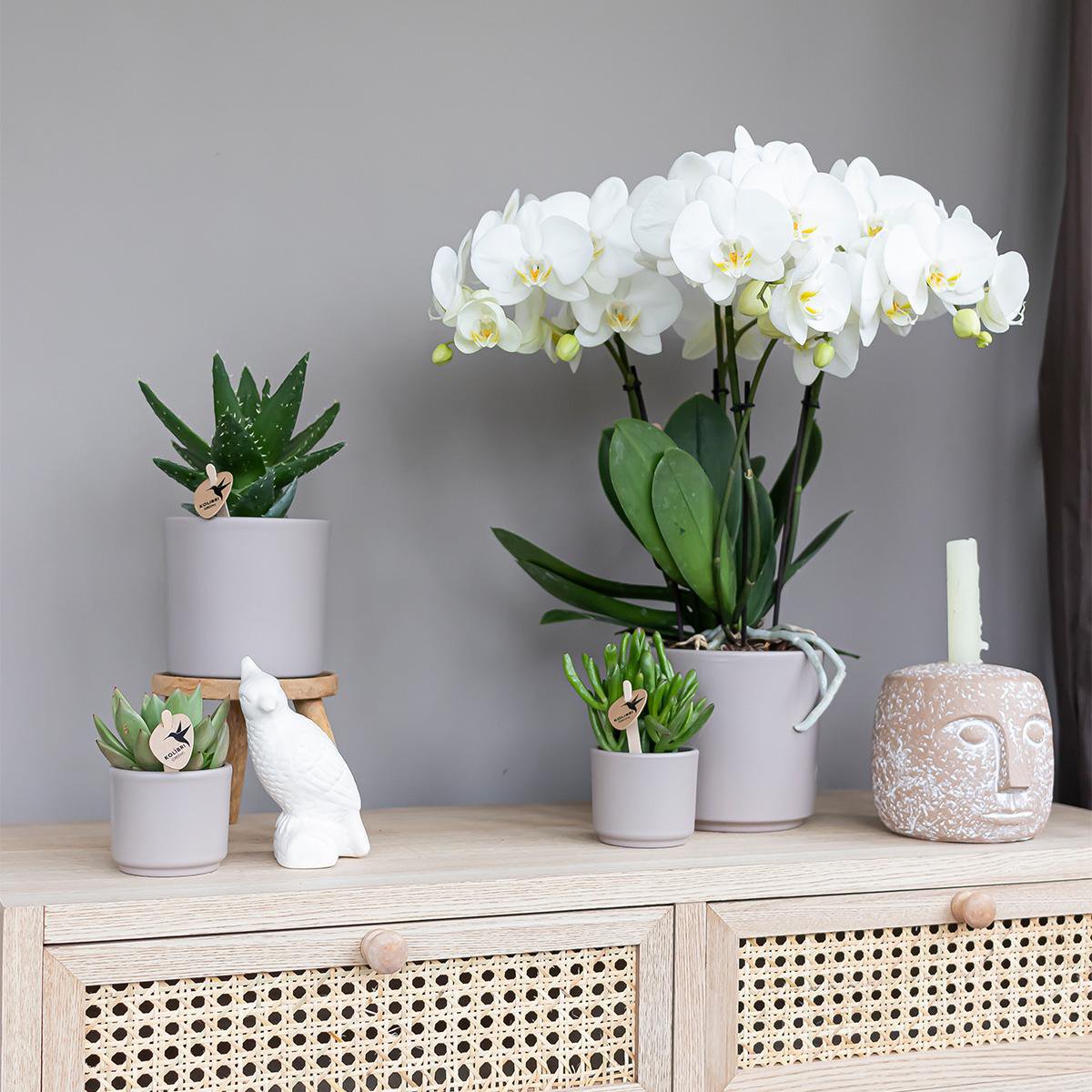 Crassula Hobbit Succulent – Curled Leaf Indoor Plant, Ø6 cm