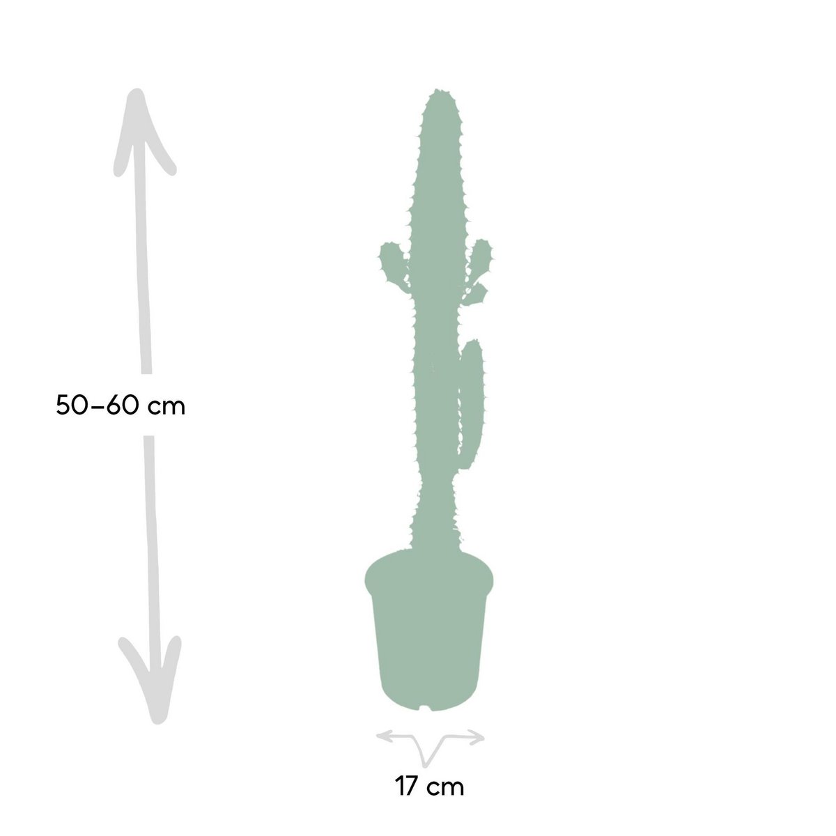 Desert Candle Cactus – Bold Shape for Serene Spaces, Ø17×50 cm