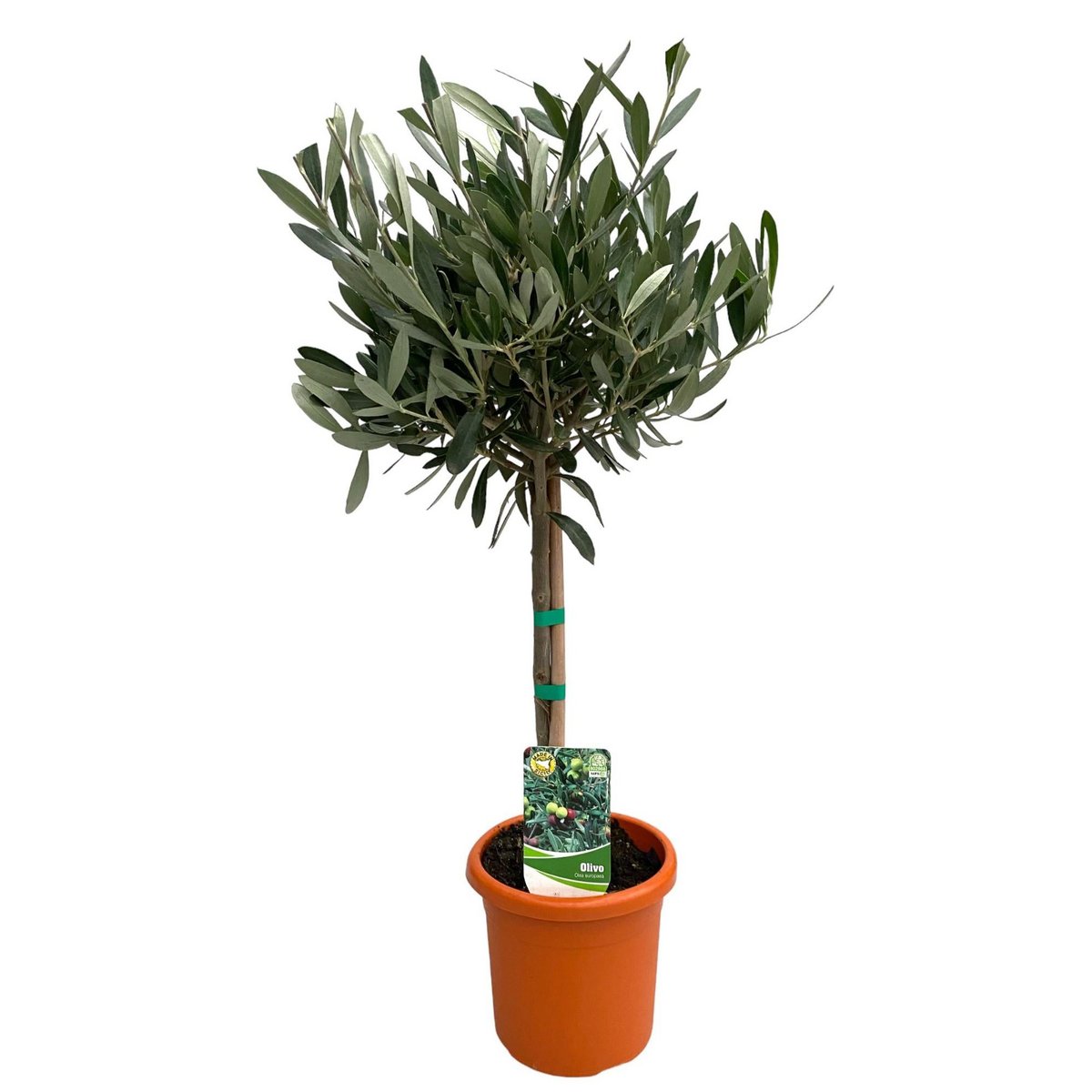 Olive Tree – Living Symbol of Peace, Ø15 cm × 60 cm