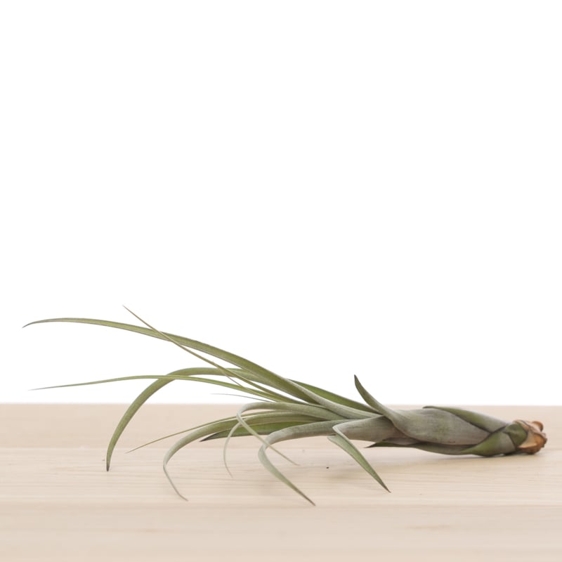 Tillandsia Balbisiana – Needleleaf Cascade from Central America, 8–12 cm