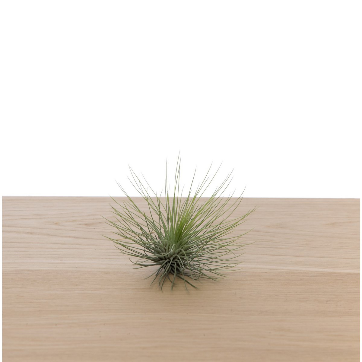 Tillandsia Andreana – Feathered Tangle from the High Andes, Ø8–10 cm