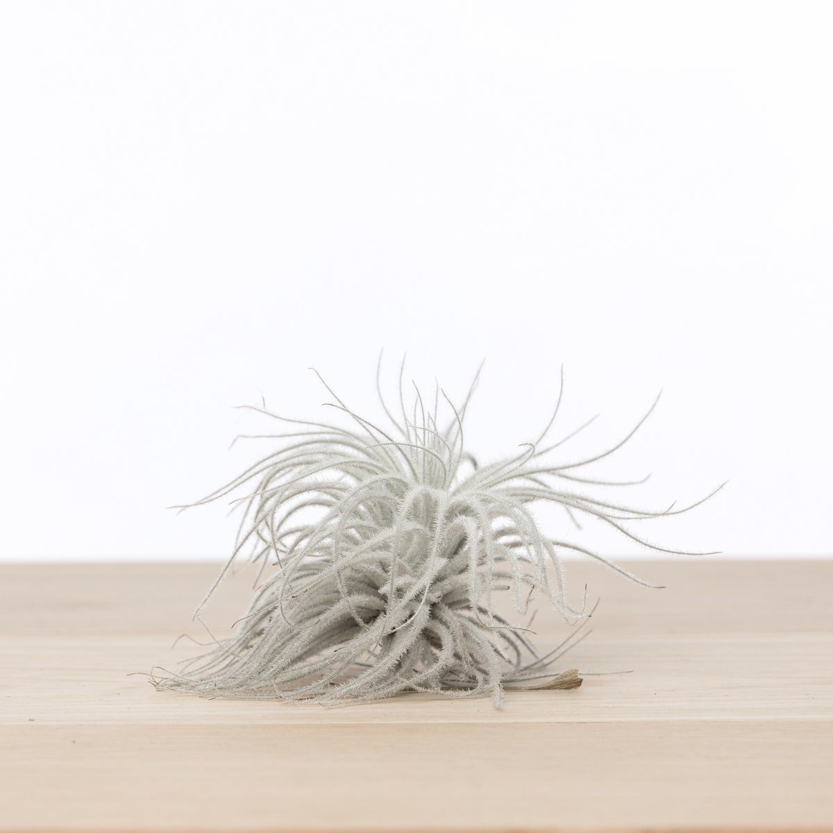 Tectorum Snow Tillandsia – Whispering Cloud from the High Desert, Ø9–10 cm