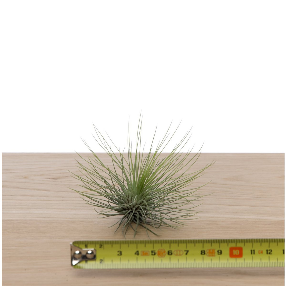 Tillandsia Andreana – Feathered Tangle from the High Andes, Ø8–10 cm