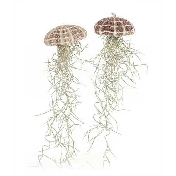 Large Jellyfish Airplant – Floating Ocean Spirit with Spanish Moss, Ø7–10 x 15 cm