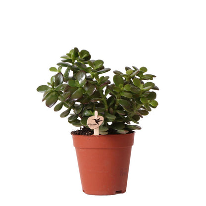 Crassula Minor Succulent  – Small Rosette Plant, Ø9 cm