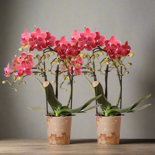 Dieprode Phalaenopsis Orchideeën – Set van 2 bloeiende kamerplanten, Ø9 cm x ±35 cm