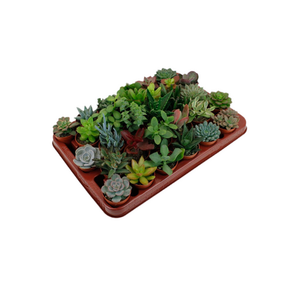 Succulent Mix – Set of 30 Assorted Mini Plants, Ø5.5–7 cm