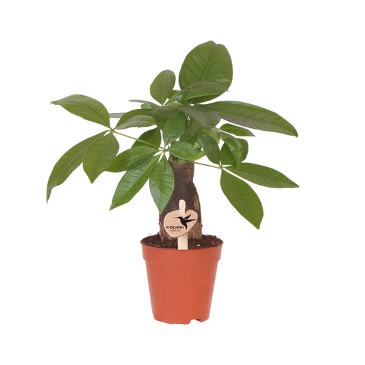 Kolibri Groenen | Groene plant - Pachira ⌀9 cm - groene kamerplant - vers van de kweker
