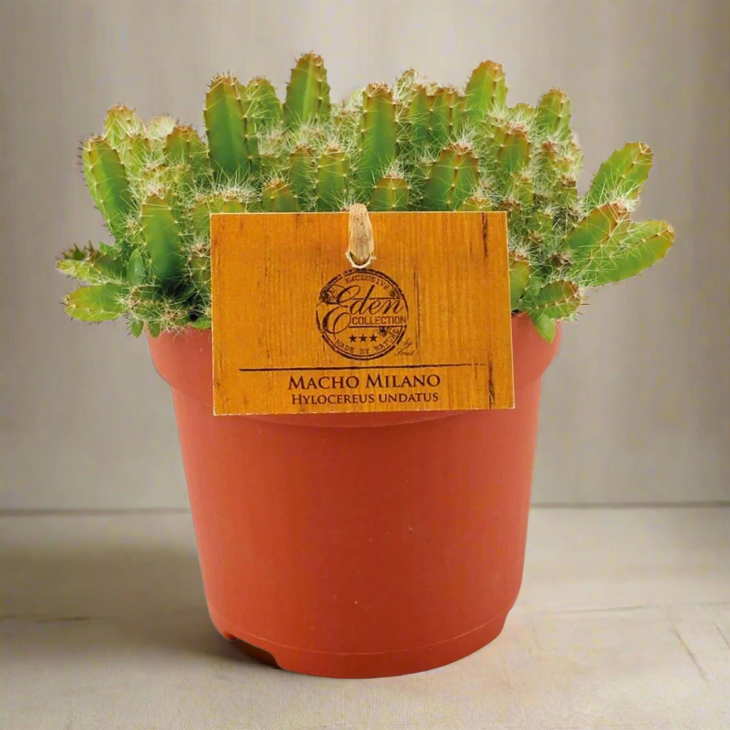 Hylocereus Undatus Cactus – Drakenfruit Succulent, Ø11 cm x ±15 cm