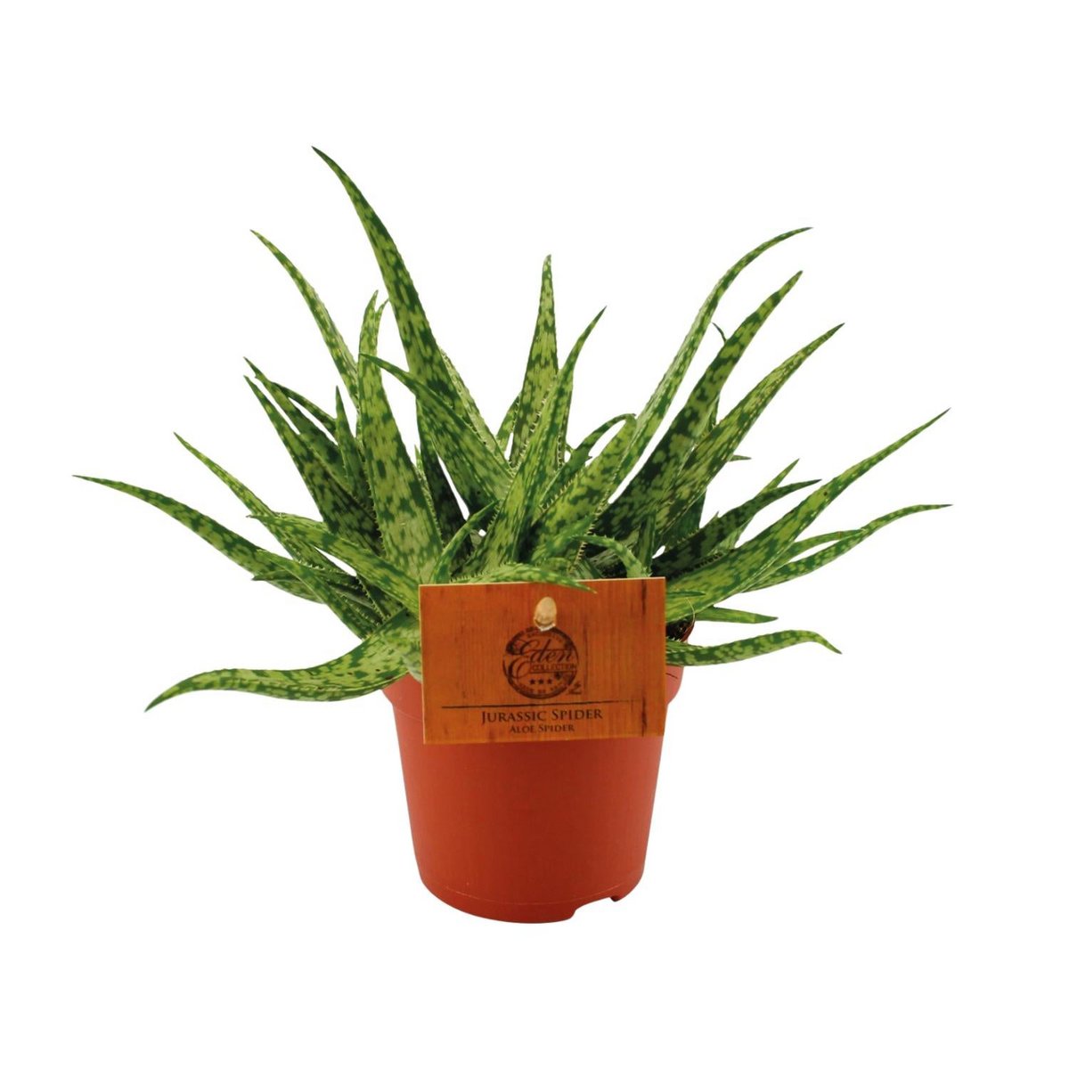 Spider-Leaf Aloe Succulent – Sculptural Accent for Calm Interiors, Ø10.5 × 15 cm