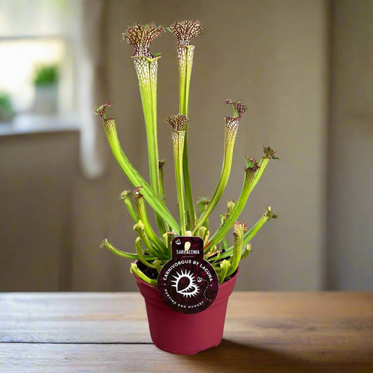 Red Vein Sentinel Carnivorous Plant – Graceful Guardian of Quiet Corners, Ø12×40 cm