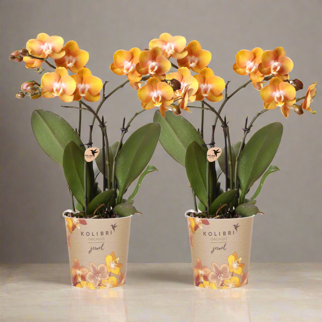 Amber Flame Orchid Duo – Radiant Form for Serene Displays, Ø12 cm × ±45 cm
